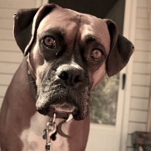 Meet your Posher, Sam